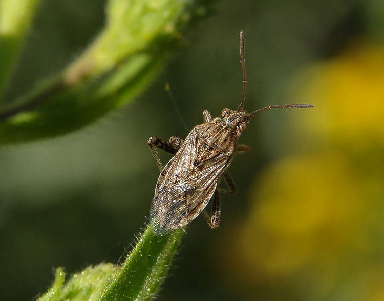 Rhopalidae: Stictopleurus dal Parco della Piana
